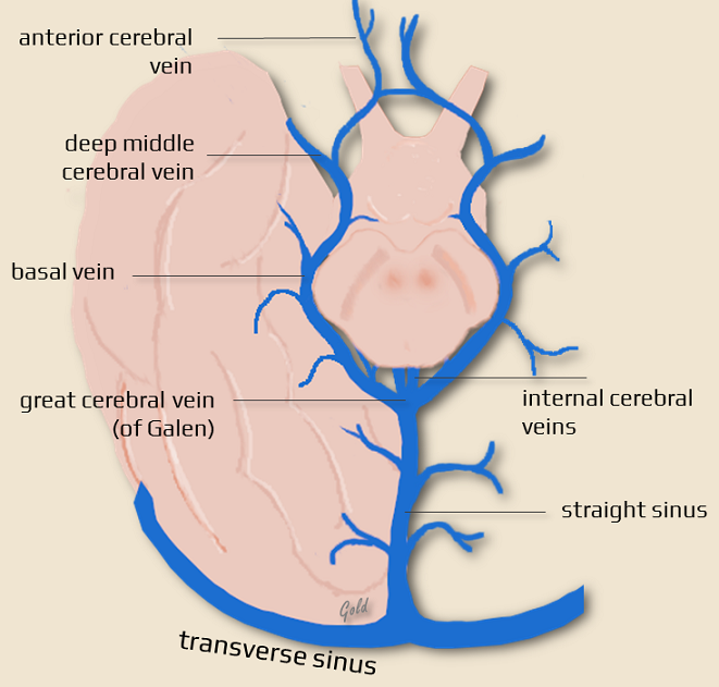 Cerebral veins and dural sinuses