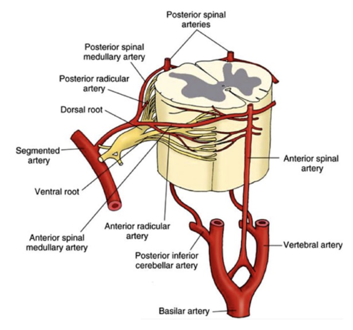 anterior spinal artery