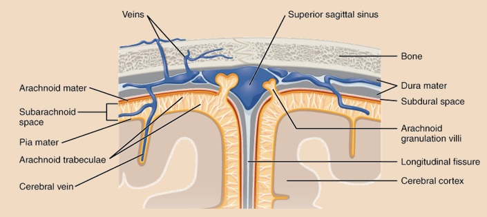 Meninges